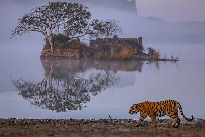 Rajasthan Road Trip: 4-Day Ranthambore, Jodhpur & Udaipur Tour from Jaipur photo 3