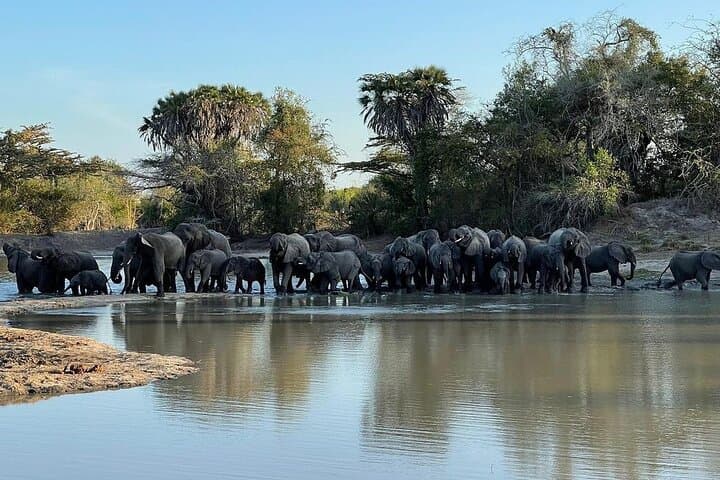 Saadani Day Tour: Where the Bush Meets the Sea — Game Drive & Boat Safari