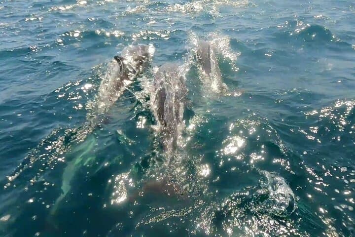 Cabo Ocean Safari: Snorkel with Pelagic Animals photo 2