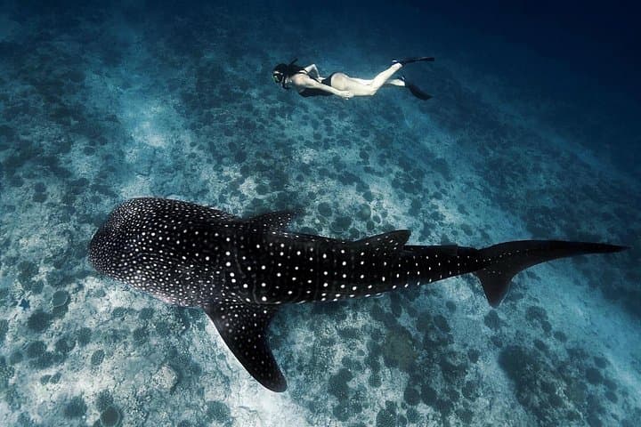 Discover South Malé Atoll: 9-Day Snorkel & Island-Hopping Adventure from Maafushi photo 4
