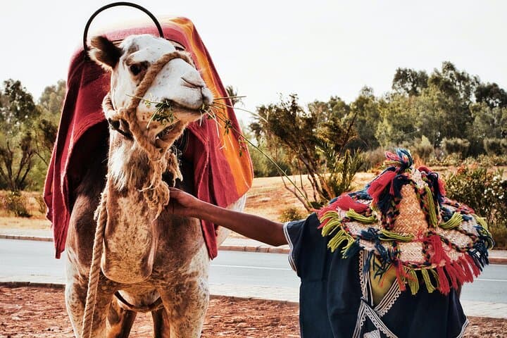 Sunset Camel Ride Through Marrakesh Palm Grove — 1-Hour Camel Trek & Mint Tea photo 4