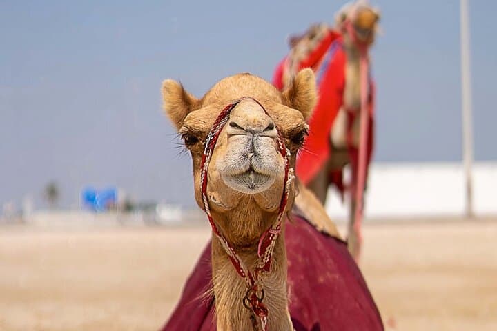 Sunset Camel Ride Through Marrakesh Palm Grove — 1-Hour Camel Trek & Mint Tea photo 6