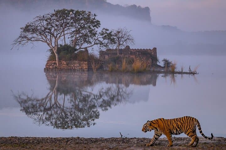 4-Day Jaipur, Ranthambore & Agra Tour: Tiger Safari, Taj Mahal & Forts photo 4