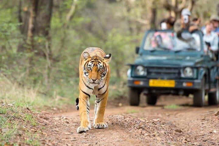 4-Day Jaipur, Ranthambore & Agra Tour: Tiger Safari, Taj Mahal & Forts photo 5