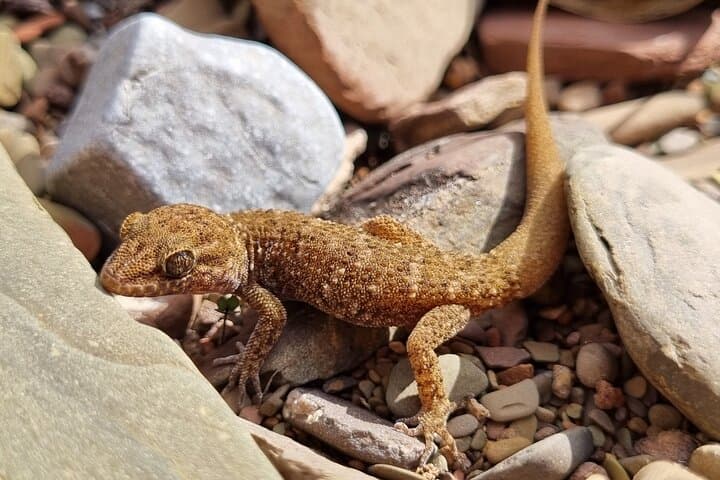 Five-Day Ikara–Flinders Ranges Hiking Tour: Rawnsley Park, Wilpena Pound & Brachina Gorge photo 4