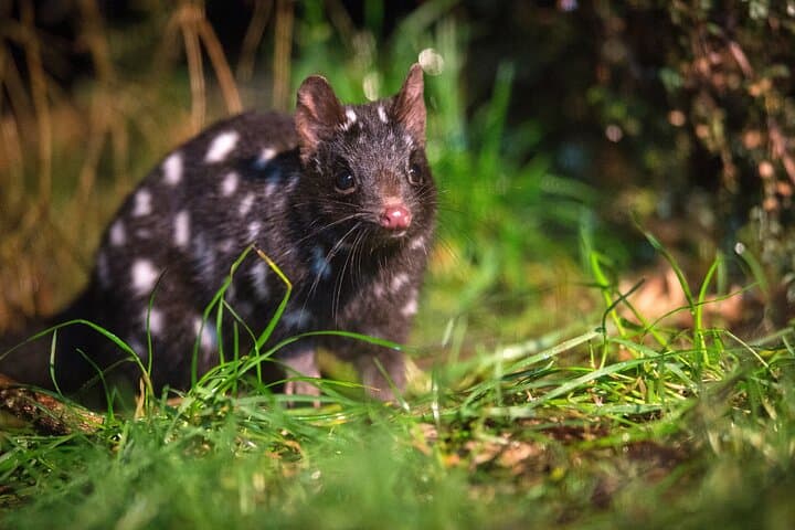 Tarkine Wilderness Highlights: 5-Day Hiking Tour from Launceston photo 5