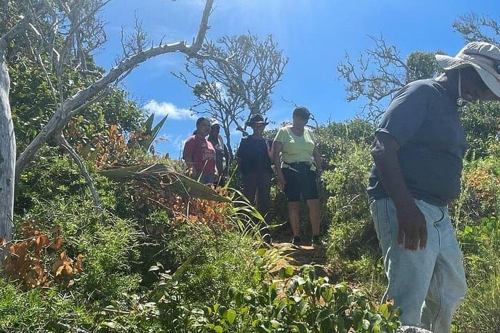 Tom Moore's Jungle and Eco Tour: Bermuda Forest Walk, Caves & Spittal Pond photo 4