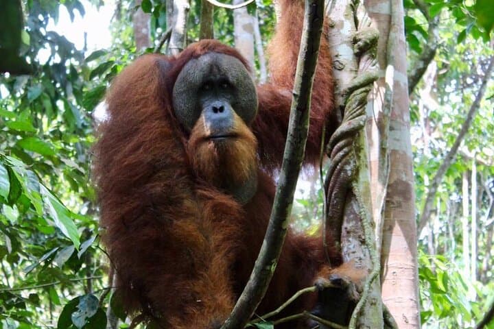 2-Day Bukit Lawang Jungle Trek to See Wild Orangutans