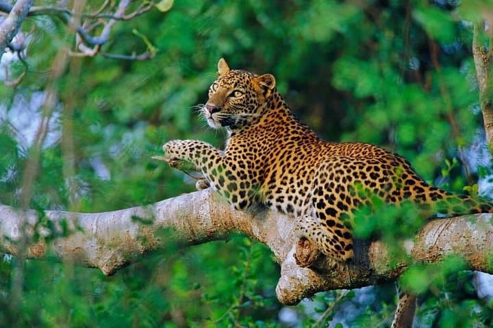 Private 2-Day Leopard Safari in Yala from Bentota — Guided Game Drives & Wildlife Encounters photo 3