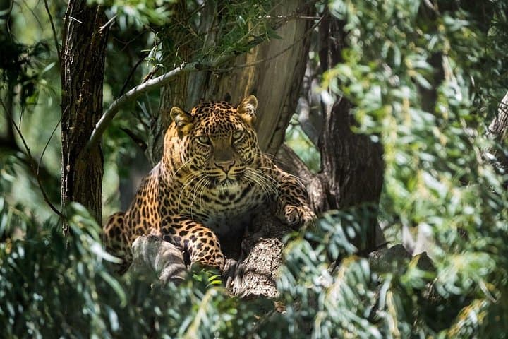 Private 2-Day Leopard Safari in Yala from Bentota — Guided Game Drives & Wildlife Encounters photo 1