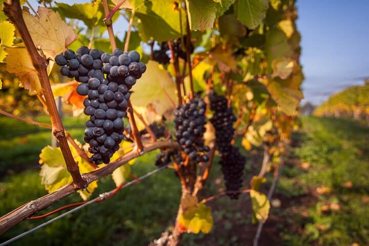 Huon Valley Private Wine and Farm Gate Trail — Day Tour from Hobart photo 1