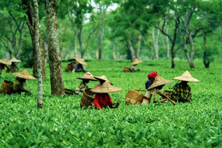 6-Day Assam & Meghalaya Adventure — Kaziranga, Shillong, Dawki & Mawlynnong photo 6