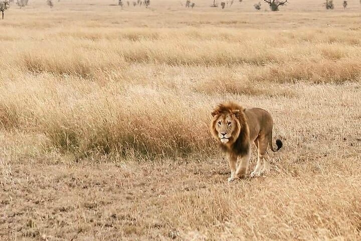 4-Day Serengeti, Ngorongoro & Tarangire Safari — Big Five Game Drives from Arusha photo 3