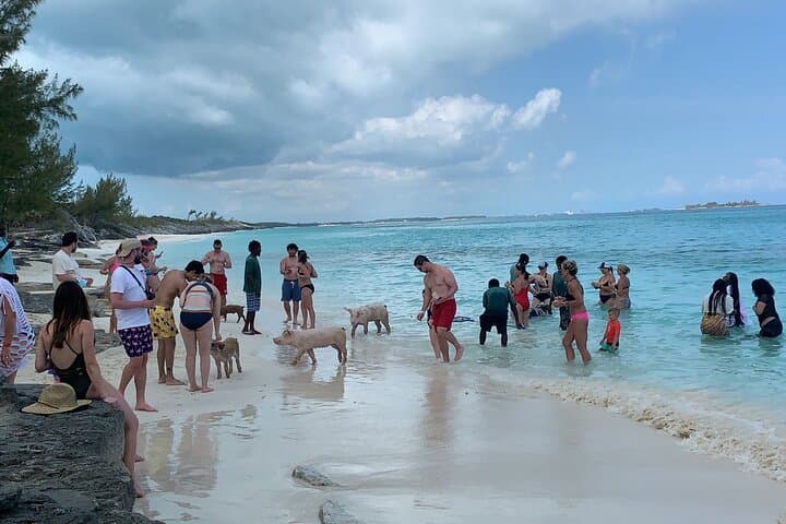 Nassau 3-Island Snorkel: Swimming Pigs, Turtles & Lunch aboard a 40ft Powerboat photo 6