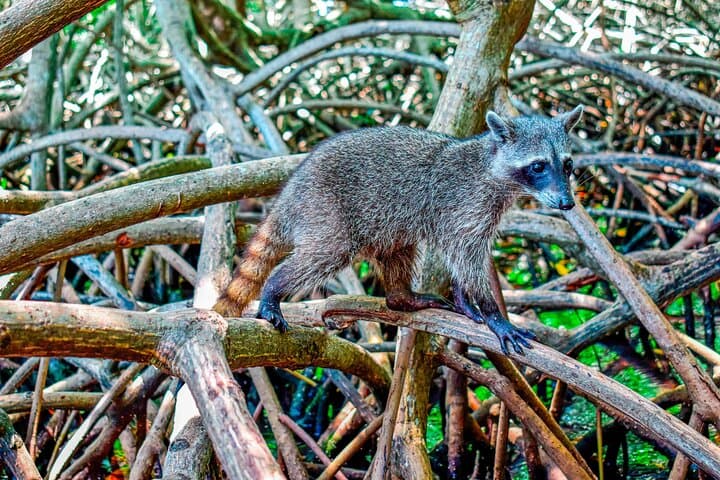 Full-Day Mangrove & Playa Blanca Adventure on Isla de Barú — Snorkel, Wildlife & Beach Club photo 4