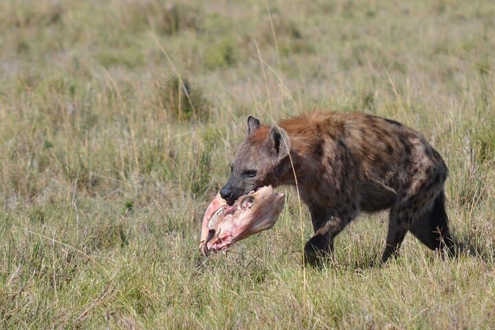 4-Day Private Maasai Mara and Lake Naivasha Safari Adventure photo 4