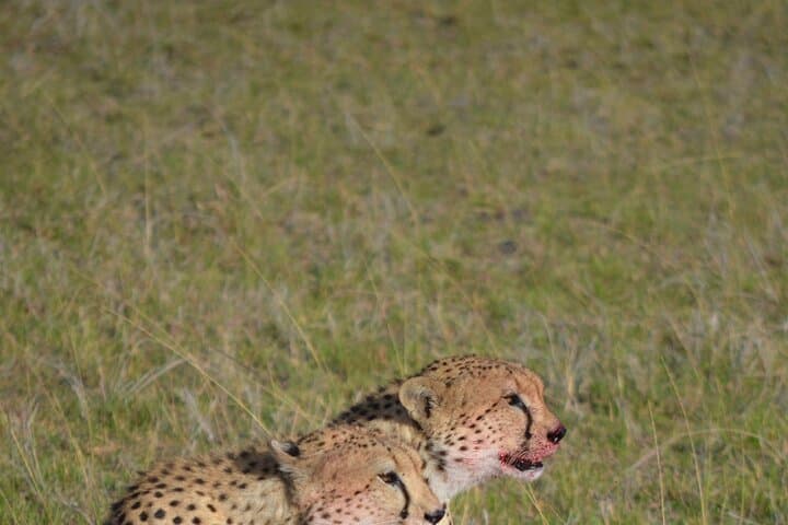 4-Day Private Maasai Mara and Lake Naivasha Safari Adventure photo 5