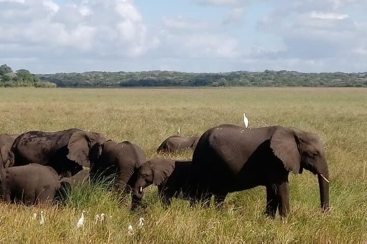 Full-Day Maputo National Park Safari: Elephants, Beaches & Wetlands photo 5
