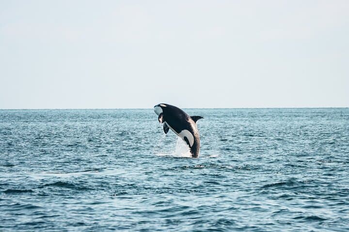 Salish Sea Whale Watching from Victoria: Half-Day Cruise & Free Photos photo 3