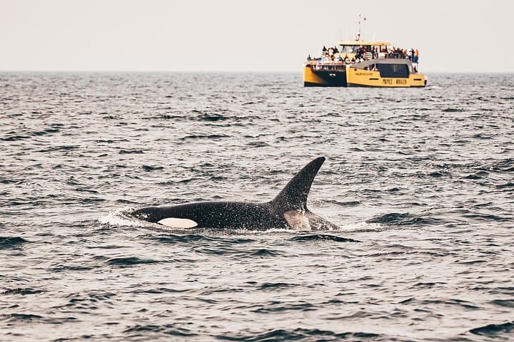 Salish Sea Whale Watching from Victoria: Half-Day Cruise & Free Photos photo 1