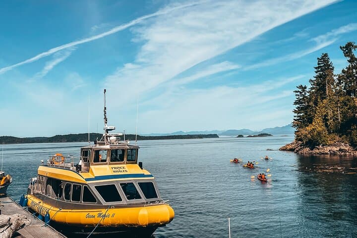 Half-Day Whale Watching in Johnstone Strait from Telegraph Cove