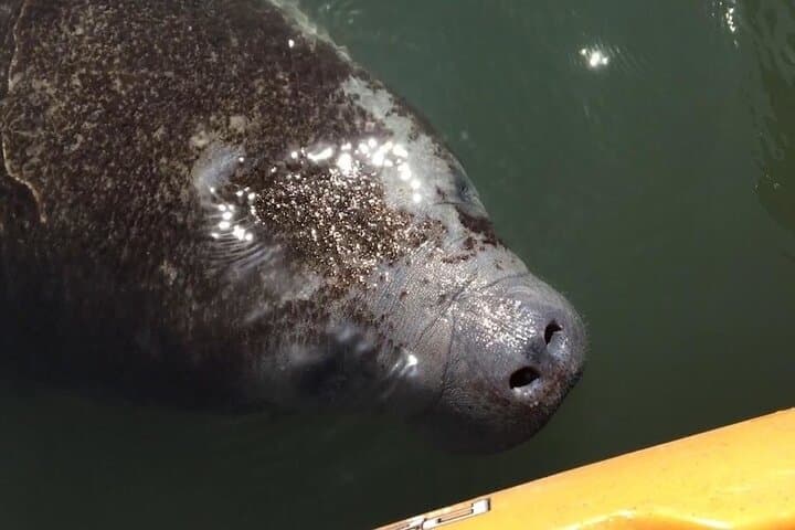 Manatees, Sunset & Bioluminescence: Cocoa Beach Kayak Combo Tour photo 2