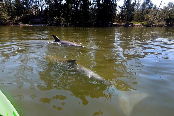 Manatees, Sunset & Bioluminescence: Cocoa Beach Kayak Combo Tour photo 6
