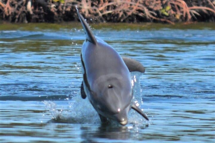 Guided Kayak Tour Through the Naples Mangroves — 2-Hour Wildlife Paddle photo 3