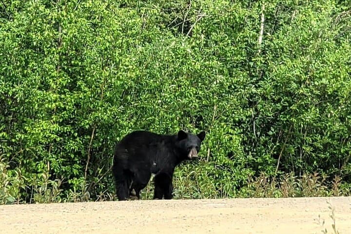 Private Arctic Circle Expedition from Fairbanks — Day Trip to the Arctic Circle & Yukon River Views photo 3