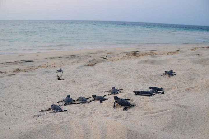 Satang Island Snorkeling & Sea Bird Watching from Kuching — Turtle Hatchery, Coral Gardens & Dolphin Chance photo 4