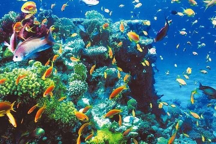 Blue Hole to Ras Abu Galum: Dahab Blue Lagoon Snorkeling Day Trip photo 1