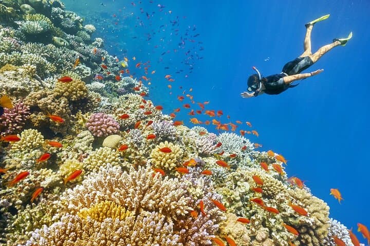 Dahab Blue Hole: Camel, Quad Bike & Snorkel Safari (Half-Day)