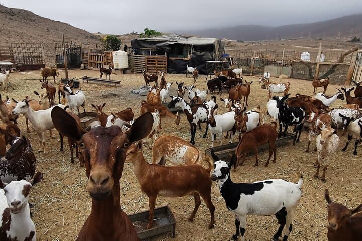 Jabali Mountain Culture & Camel Ranch Full-Day Experience from Salalah