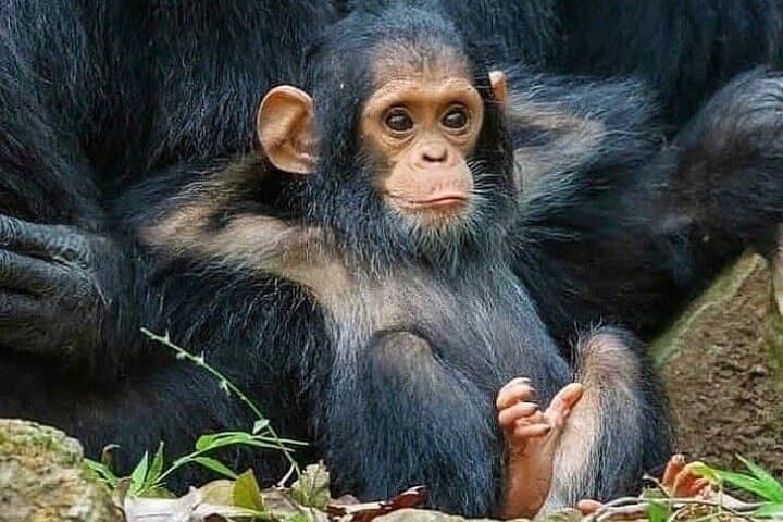 Ngamba Island Chimpanzee Sanctuary Day Trip from Entebbe — Boat Cruise & Primate Encounter