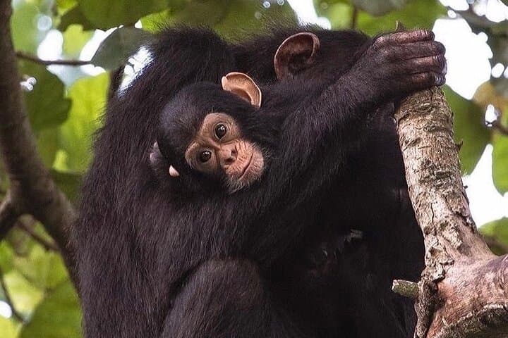 Ngamba Island Chimpanzee Sanctuary Day Trip from Entebbe — Boat Cruise & Primate Encounter photo 2