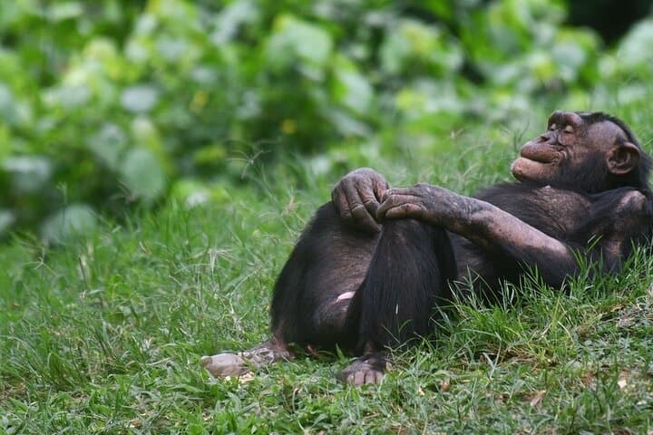 Ngamba Island Chimpanzee Sanctuary Day Trip from Entebbe — Boat Cruise & Primate Encounter photo 3