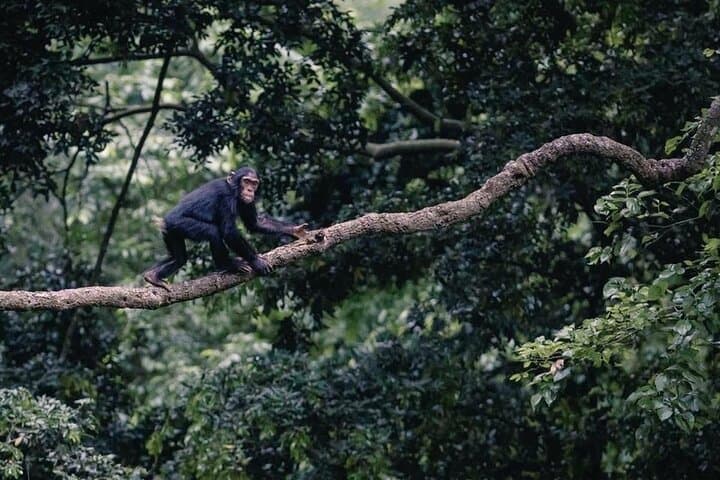 Ngamba Island Chimpanzee Sanctuary Day Trip from Entebbe — Boat Cruise & Primate Encounter photo 4