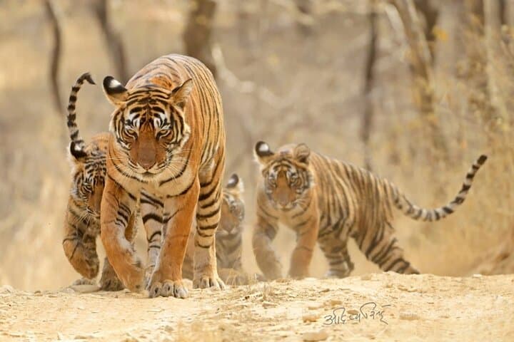 4-Day Jaipur, Ranthambore & Taj Mahal Tour — Tigers, Forts & Sunrise at Agra photo 1