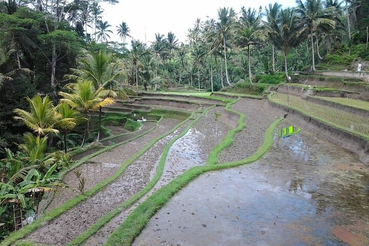 Full-Day Bali Tour: Mt. Batur Sunrise Views & Ubud Monkey Forest photo 3