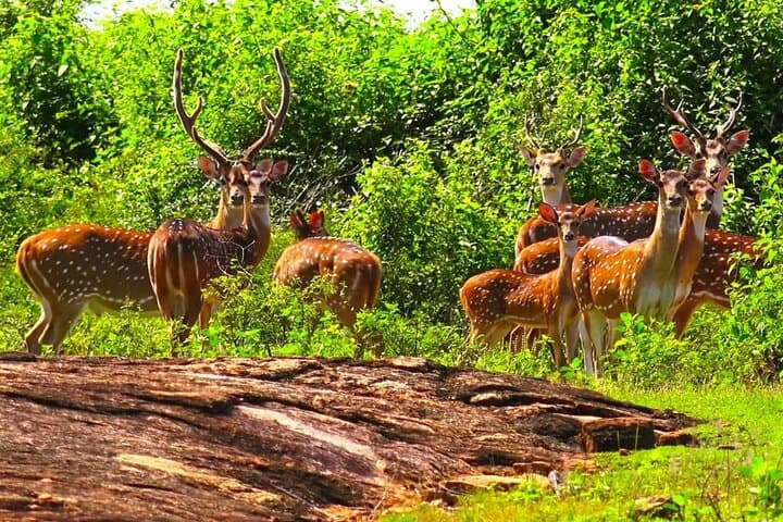Sinharaja Rainforest & Udawalawe: 2-Day Wildlife and Rainforest Tour from Galle photo 3