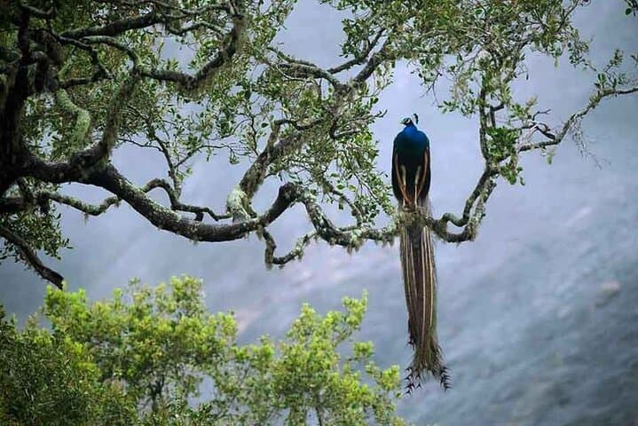 Sinharaja Rain Forest Day Trip from Colombo — Private Guided Hike & Wildlife Viewing