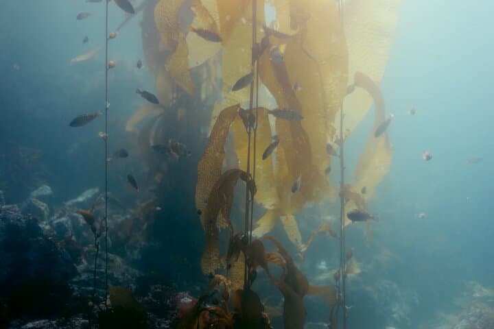 Sitka Magic Island Snorkel Tour — Cold-Water Marine Life in Sitka Sound photo 1