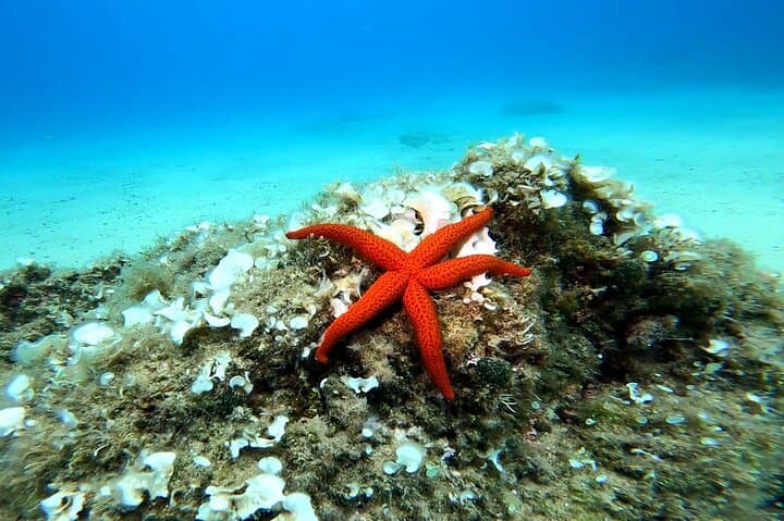 Costa Brava Scuba Diving in Tossa de Mar: Day Trip from Barcelona with Lunch photo 2