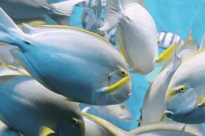 Snorkeling Land's End: Pelican Rock & Underwater Wildlife in Cabo San Lucas photo 5