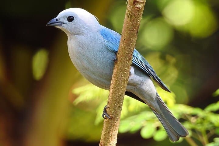 Curicancha Wildlife Tour — Monteverde Birding & Rainforest Walk photo 5