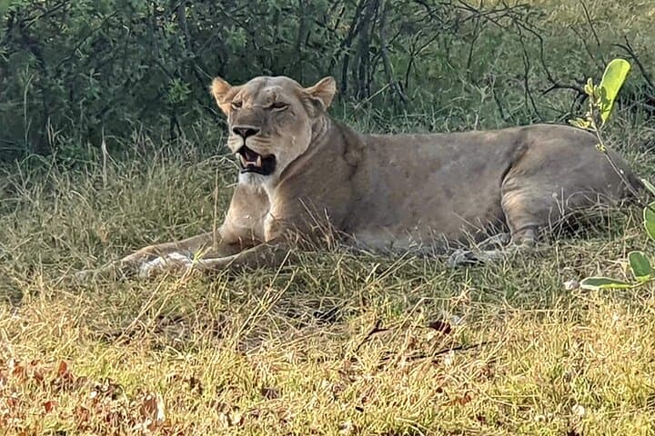 3-Day Moremi Safari: Okavango Delta Wildlife & Bushcamp Experience
