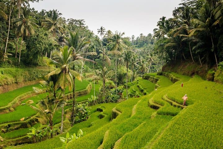 Custom Full-Day Bali Tour: Ubud, Temples, Waterfalls & Rice Terraces photo 2