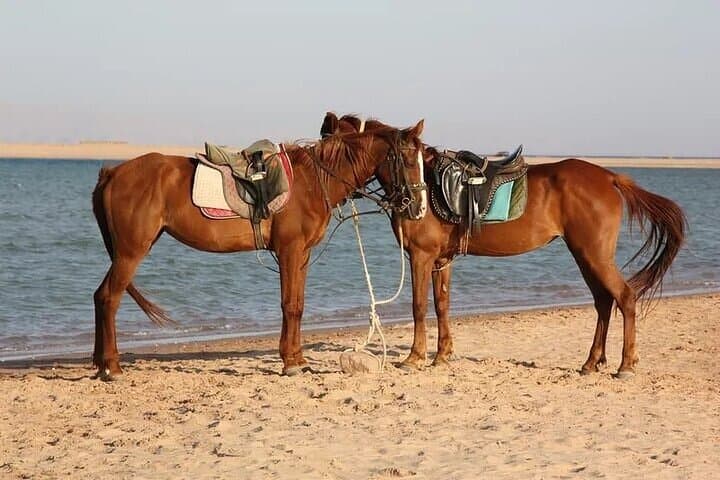 Sinai Horseback Ride to Blue Lagoon & Blue Hole — Dahab Horse Tours photo 3