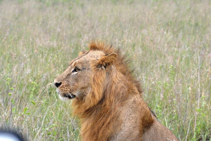 Half-Day Safari Adventure at Nairobi National Park: Wildlife Close to the City photo 4