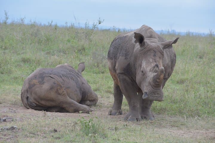 Half-Day Safari Adventure at Nairobi National Park: Wildlife Close to the City photo 5